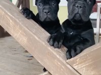 Sağlık ve ırk garantili cane corso yavru