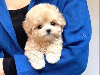 -Orginal- Safkan Maltipoo