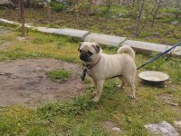 Evde çocuk olduğu için veriyoruz pug