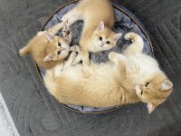 Ny12 Golden Aylık British Shorthair Bebeklerimiz