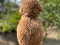 Safkan Teacup Maltipoo yavrularımız