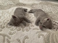 Yavru kedi