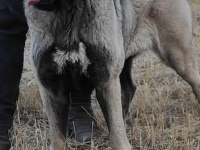 2 yaşında kangal köpeğimiz değerinde verilecek