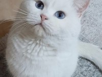 Scottish fold