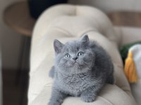 Sosyal British Shorthair Yavrum