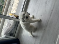 Ücretsiz orjinal terrier maltese