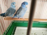 Forpus Cobalt erkek ve Pied Mavi Dişi Çift