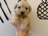 Maltipoo dişi bebek