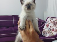 British Shorthair Erkek Yavru