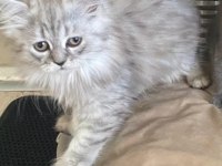British longhair 4 aylık erkek