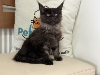 Ankranın en seçkin maine coon yavruları