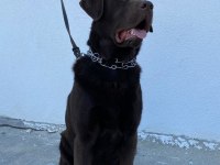 Labrador köpek