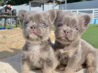 Fluffy French Bulldog En İyisi Daha İyisi İçin Yine Biz