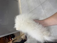 Erkek yavru pomeranian