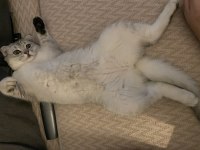 Aşırı sevecen scottish fold kedimiz mia