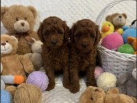 BABY FACE POODLE YAVRULAR