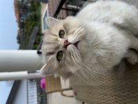Erkek british longhair kedime eş arıyorum