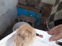Safkan Hollanda dwarf rabist cüce tavşanlar