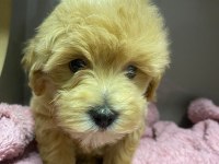 60 günlük toy maltipoo