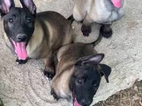 Param güvende ile tüm türkiyeye kapıda ödemeli malinois
