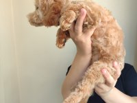 5 aylık dişi poodle