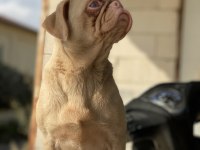 Ping pug dişi