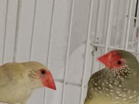 Parot baykuş çim ve star ispinozları