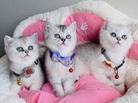 Show Kalite Silver British Shorthair Bebekleirm
