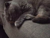 2 yaşında eğitimli tatlımı tatlı kızım scottish fold