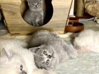 British shorthair yavrularıma yuva arıyorum