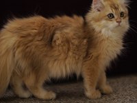 Golden British Longhair Ny12 Yavru