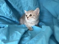 Kaliteli 1. Sınıf british shorthair yavrular