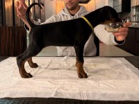A şecereli şampiyon kan hattından son dişi doberman