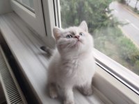 British shorthair blue