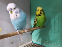Jumbo Muhabbet Kuşumuz
