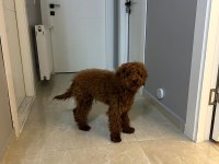 6 AYLIK TOY POODLE