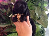 Hareketli dişi toy poodle siyah