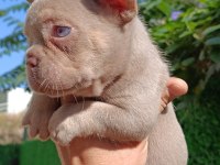 NEW SHADE İSABELLA AND TAN DİŞİ FRENCH BULLDOG YAVRUMUZ