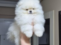ÜST KALİTE KAR BEYAZ POMERANİAN BOO ERKEK