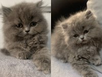 British longhair kedimiz