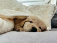 Golden retriever baby face