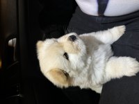 50 GÜNLÜK BEMBEYAZ CHOW CHOW KÖPEĞİ