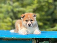 Akita yavrumuz a kalite