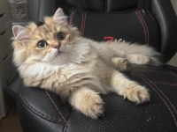 Erkek Şecereli Yavru British Longhair