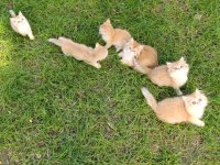 Show kalite orange british shorthair longhair