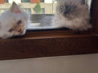 Persian seal point stres topu