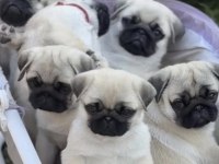Pug Safkan Köpeğimiz
