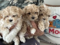 Ankaranın en seçkin tea cup kore maltipoo yavruları