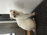 2 yaş kısır scottish fold ücretsiz
