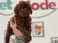 Petmode köpek çiftliğinden tea cup poodle